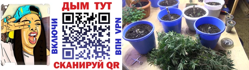 Конопля ГИДРОПОН  Купить где  Благодарный 
